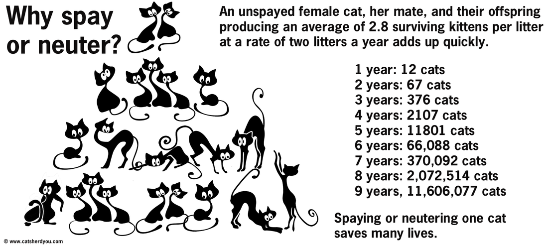 spay and neuter kittens