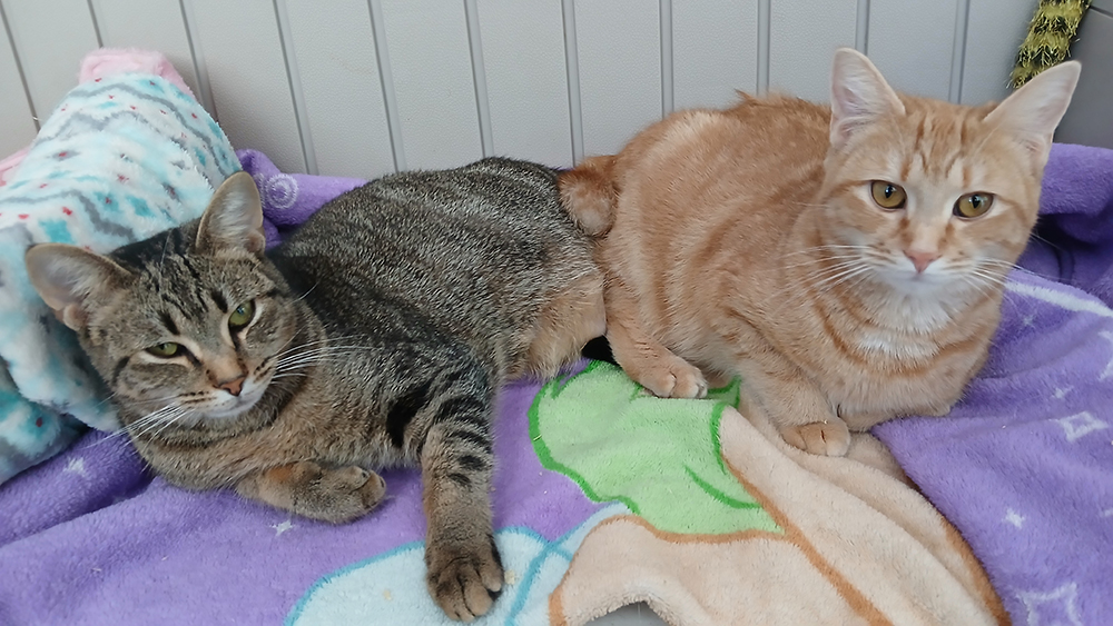 Low Cost Spay/Neuter