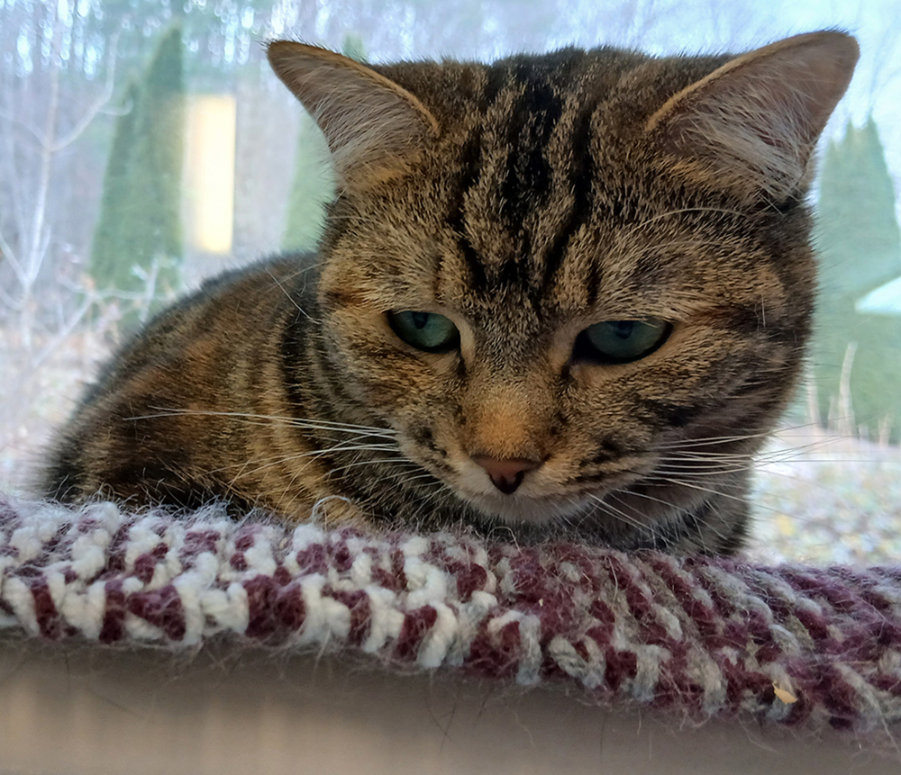 Cat Rescue & Adoption in Sylva,NC