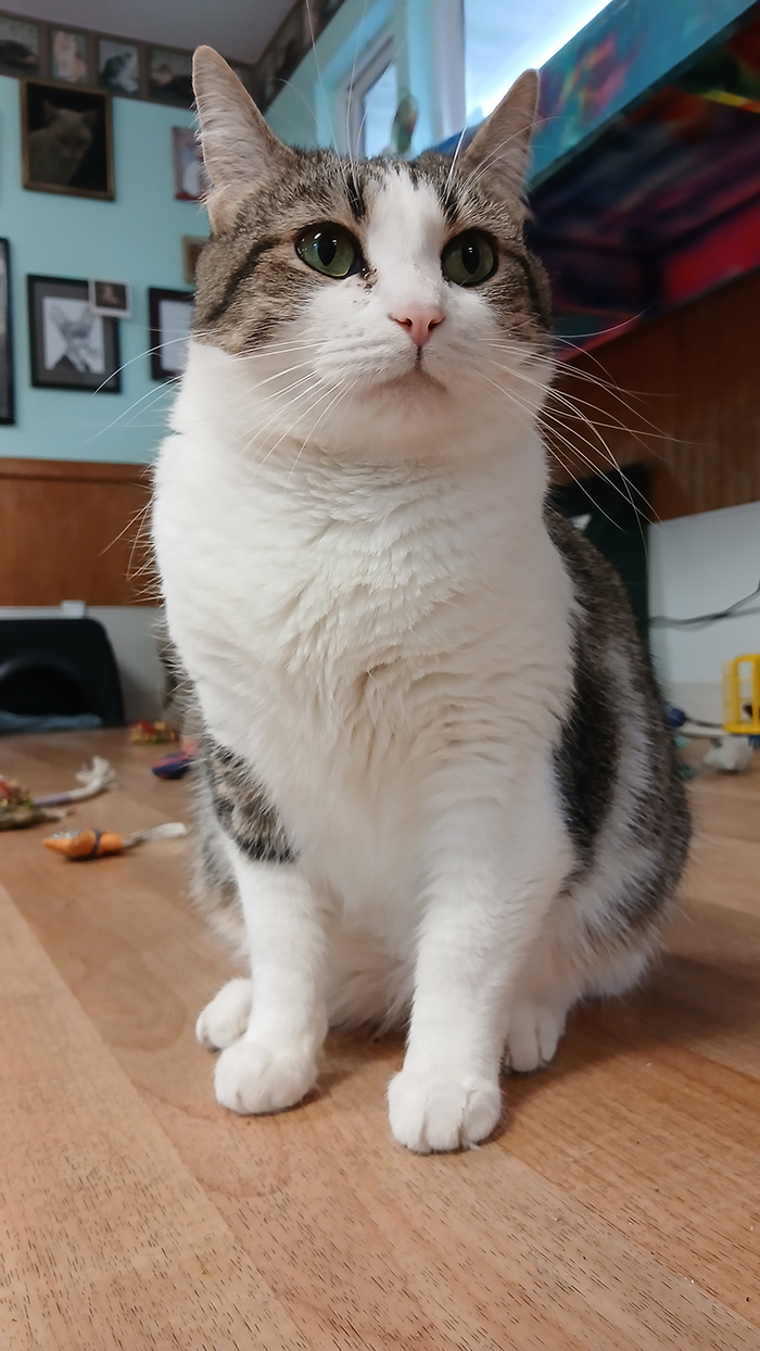 Cat Rescue & Adoption in Sylva,NC