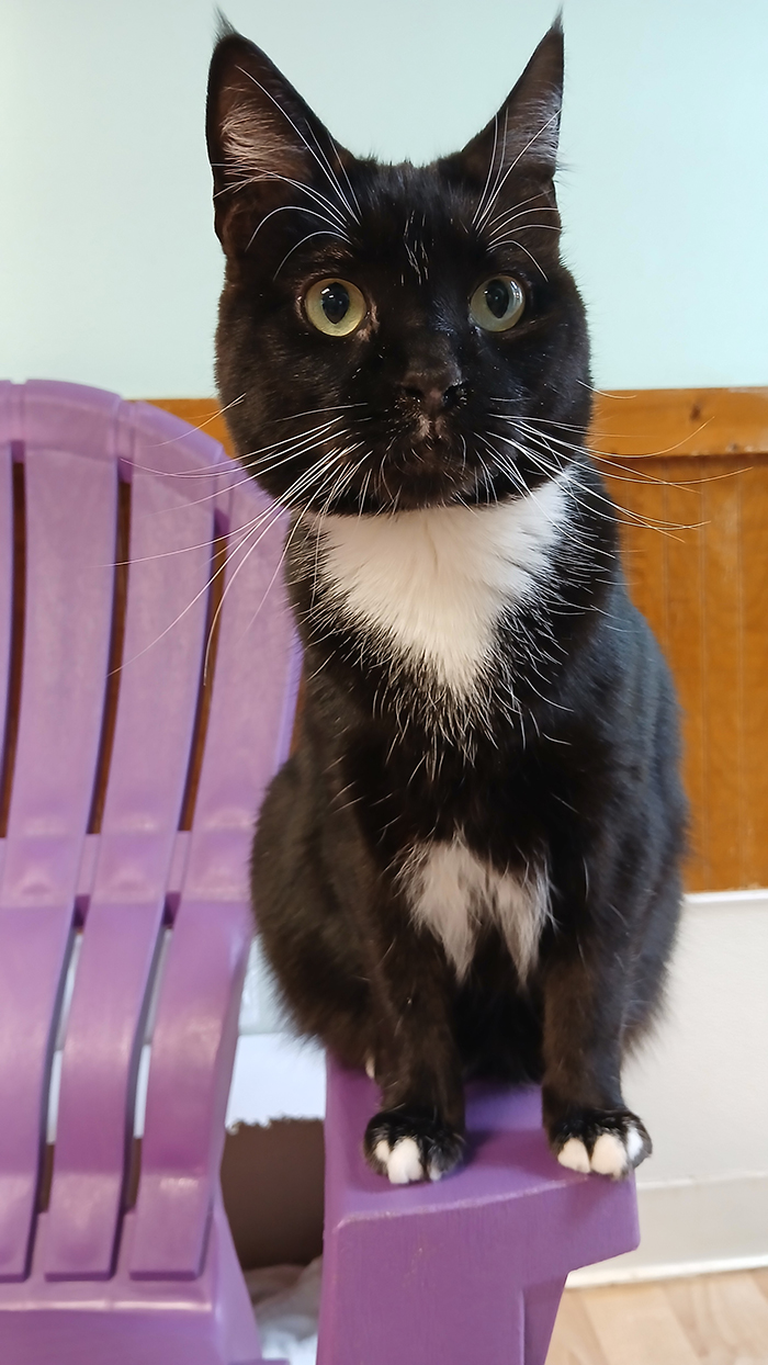 Cat Rescue & Adoption in Sylva,NC