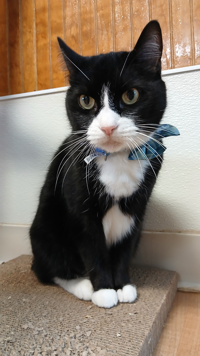 Cat Rescue & Adoption in Sylva,NC