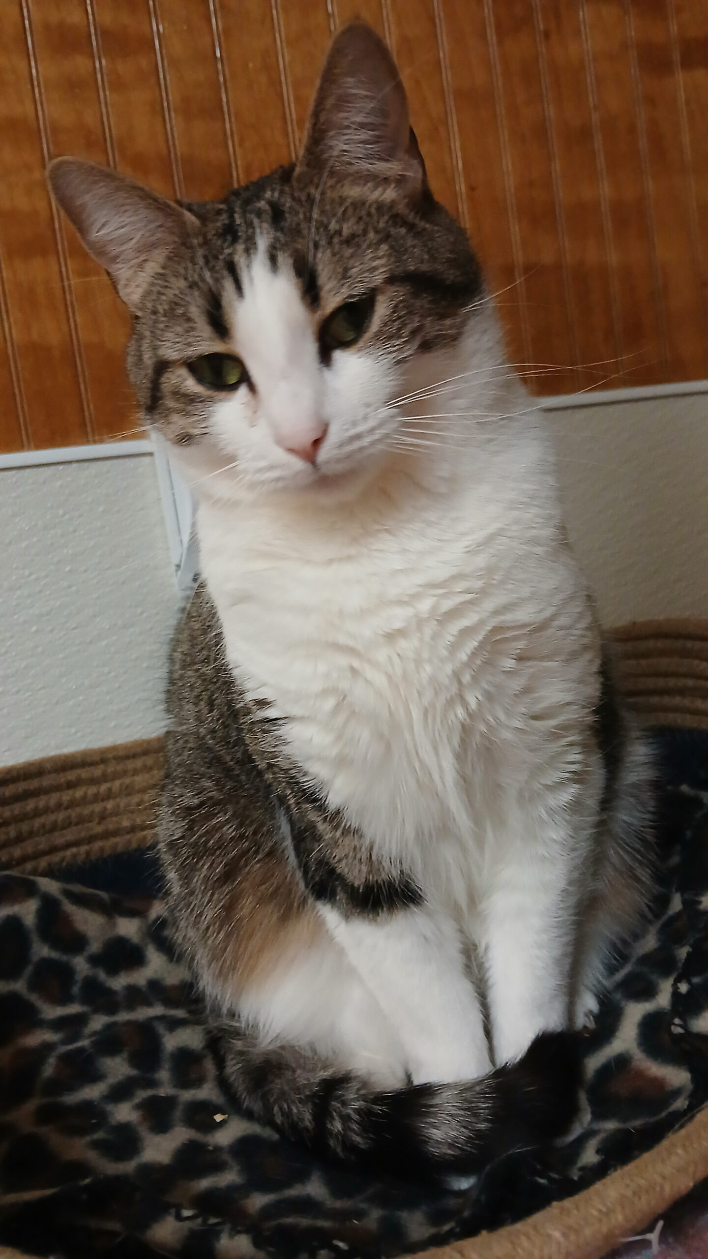 Adopt a Cat in Sylva,NC | Serving Cullowhee & Western North Carolina