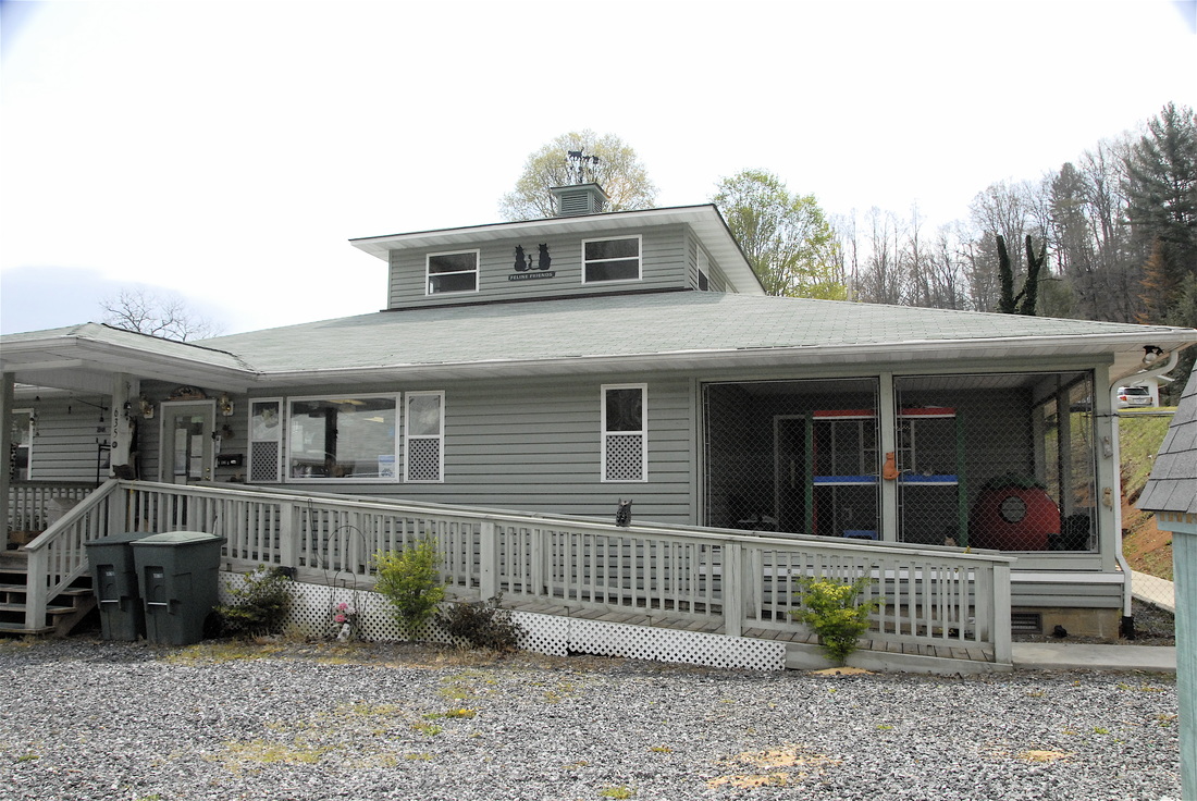 Cat Rescue & Adoption in Sylva,NC