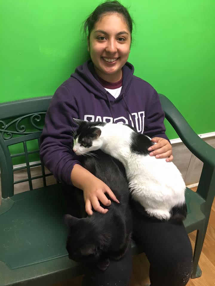 volunteer at catman2