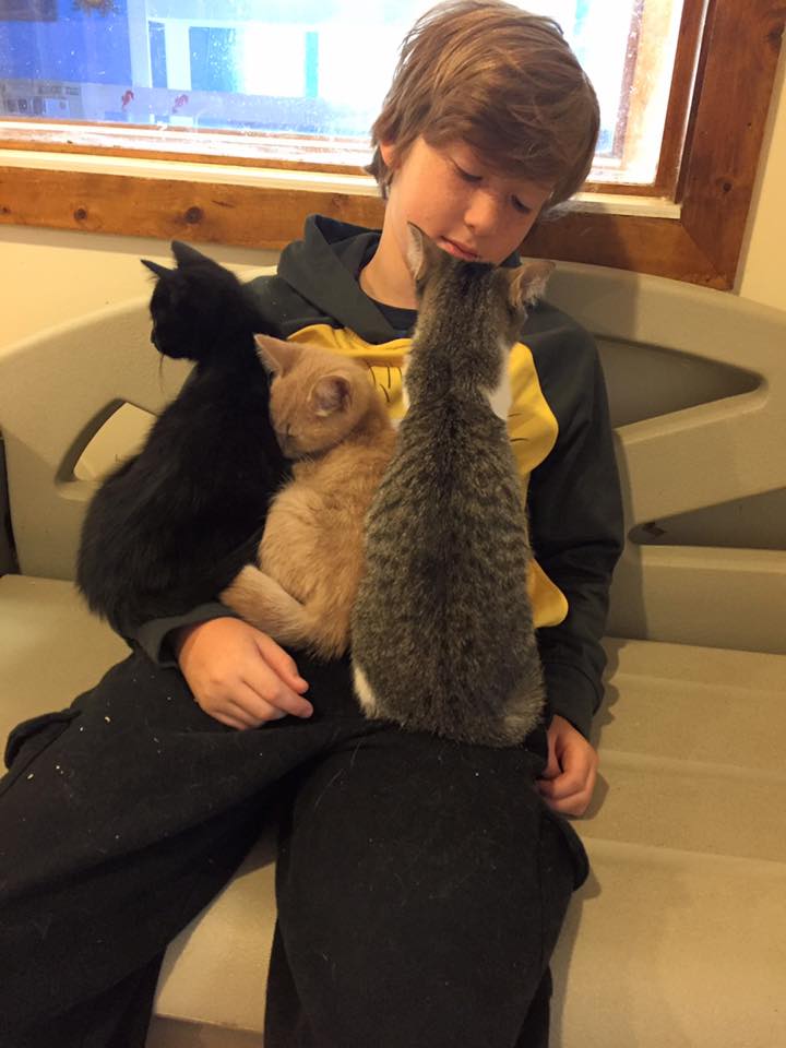 volunteer at catman2