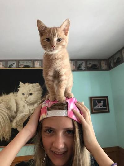 volunteer at catman2