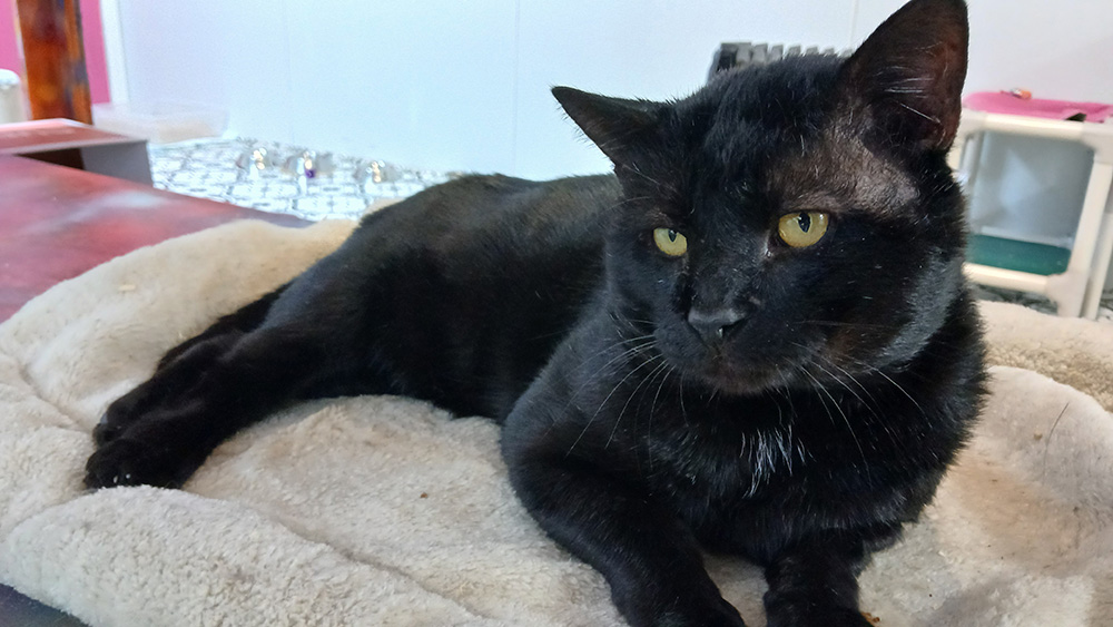 Adopt a Cat in Sylva,NC | Serving Cullowhee & Western North Carolina