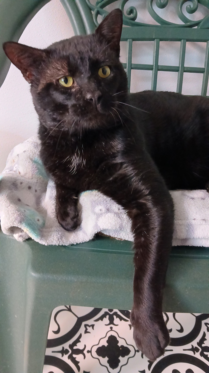 Cat Rescue & Adoption in Sylva,NC