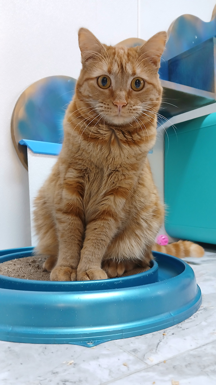 Cat Rescue & Adoption in Sylva,NC