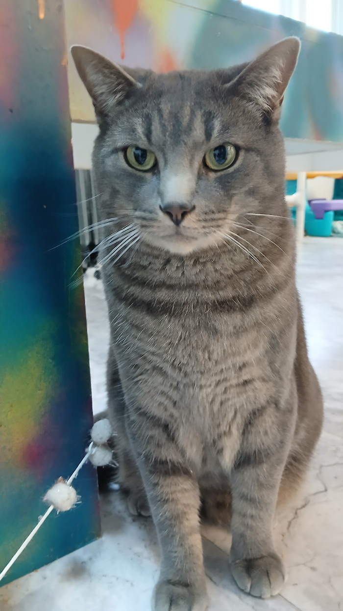 Cat Rescue & Adoption in Sylva,NC