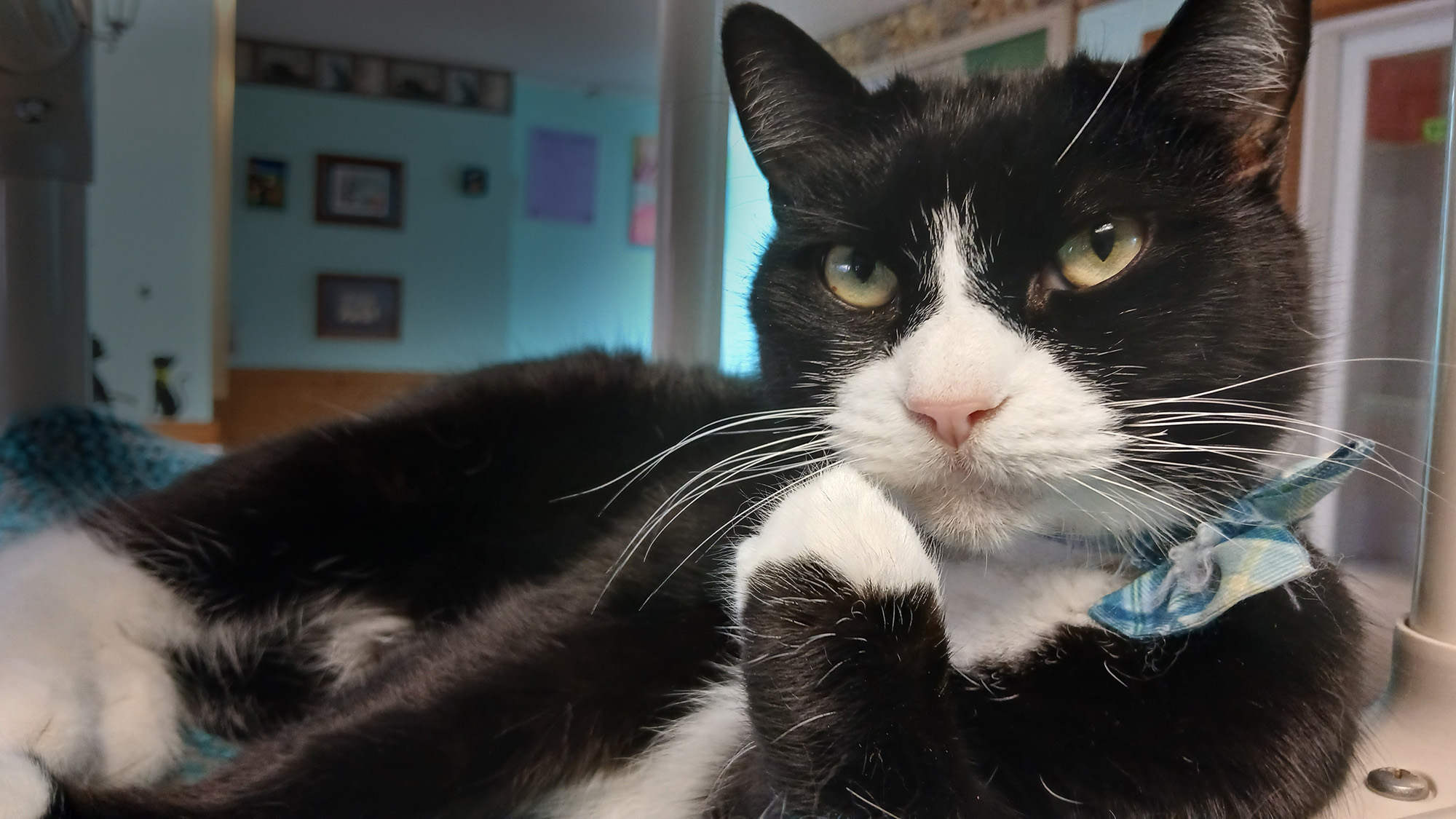 ____2026-01-26 142850 - Domino Cat Rescue & Adoption in Sylva,NC