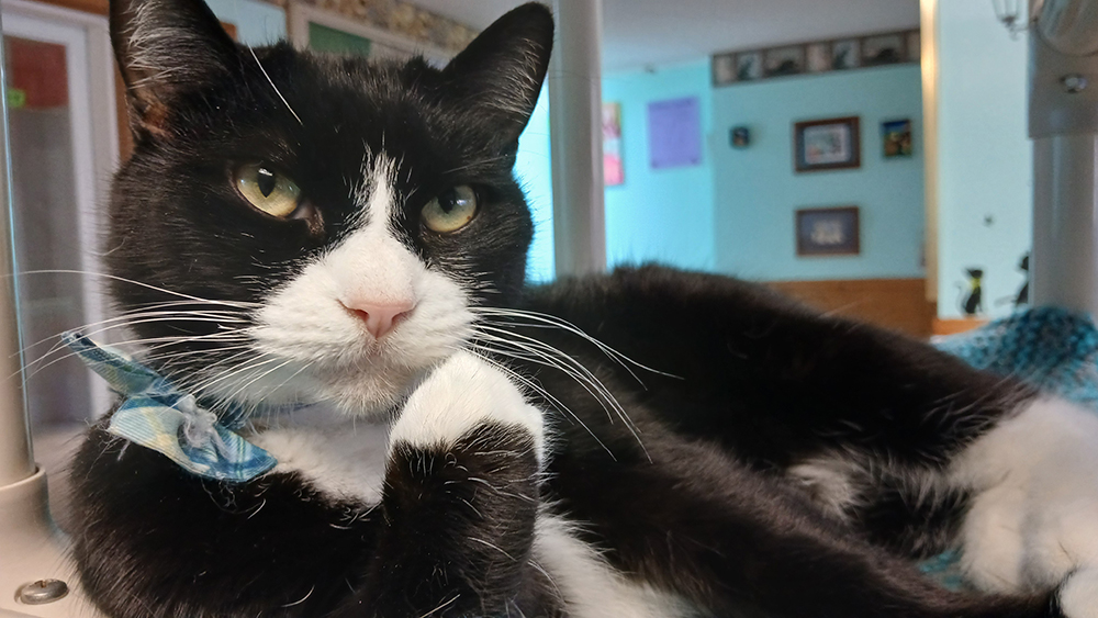 Adopt a Cat in Sylva,NC | Serving Cullowhee & Western North Carolina