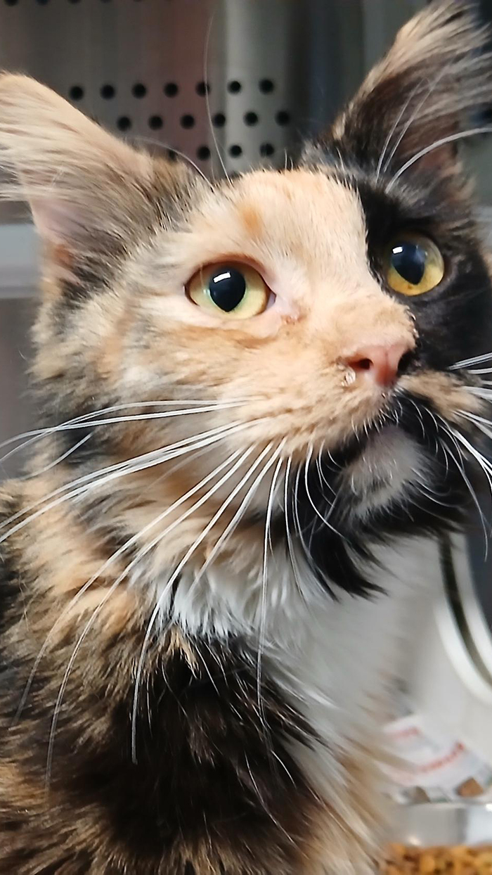 Cat Rescue & Adoption in Sylva,NC