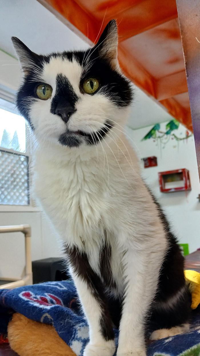 Cat Rescue & Adoption in Sylva,NC