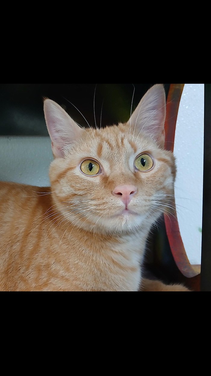 Cat Rescue & Adoption in Sylva,NC