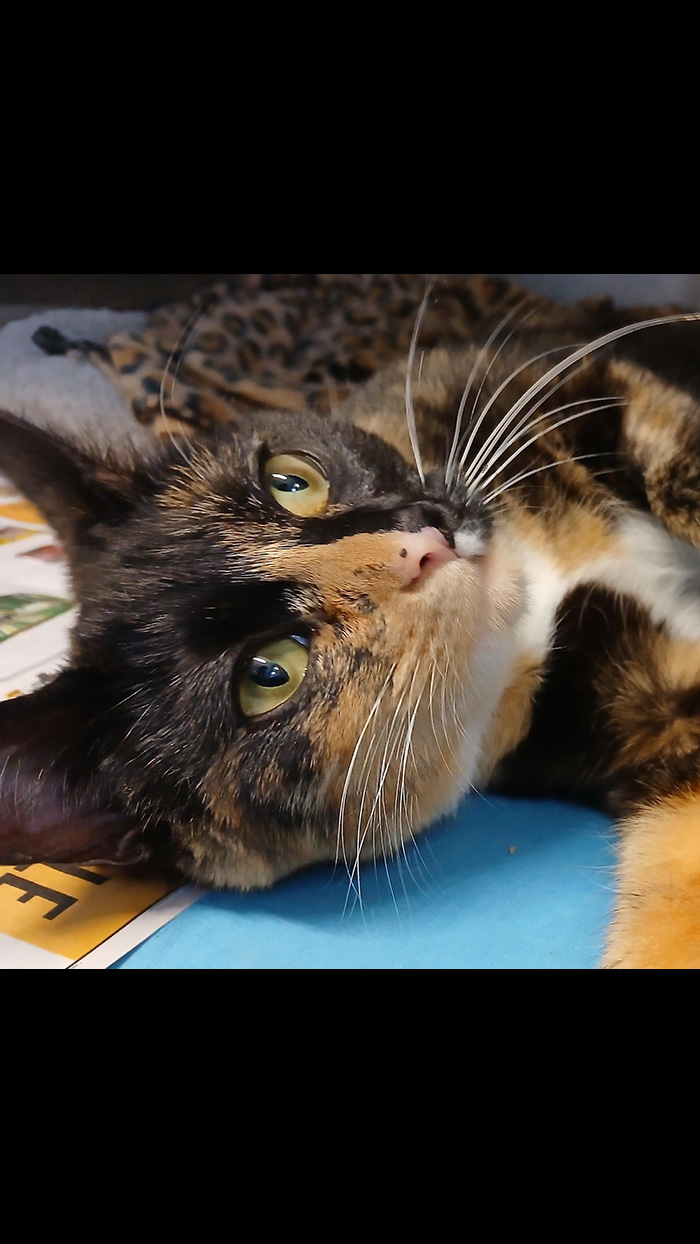 Cat Rescue & Adoption in Sylva,NC