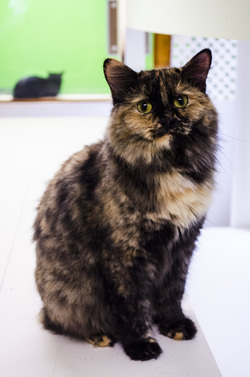 Low Cost Spay/Neuter