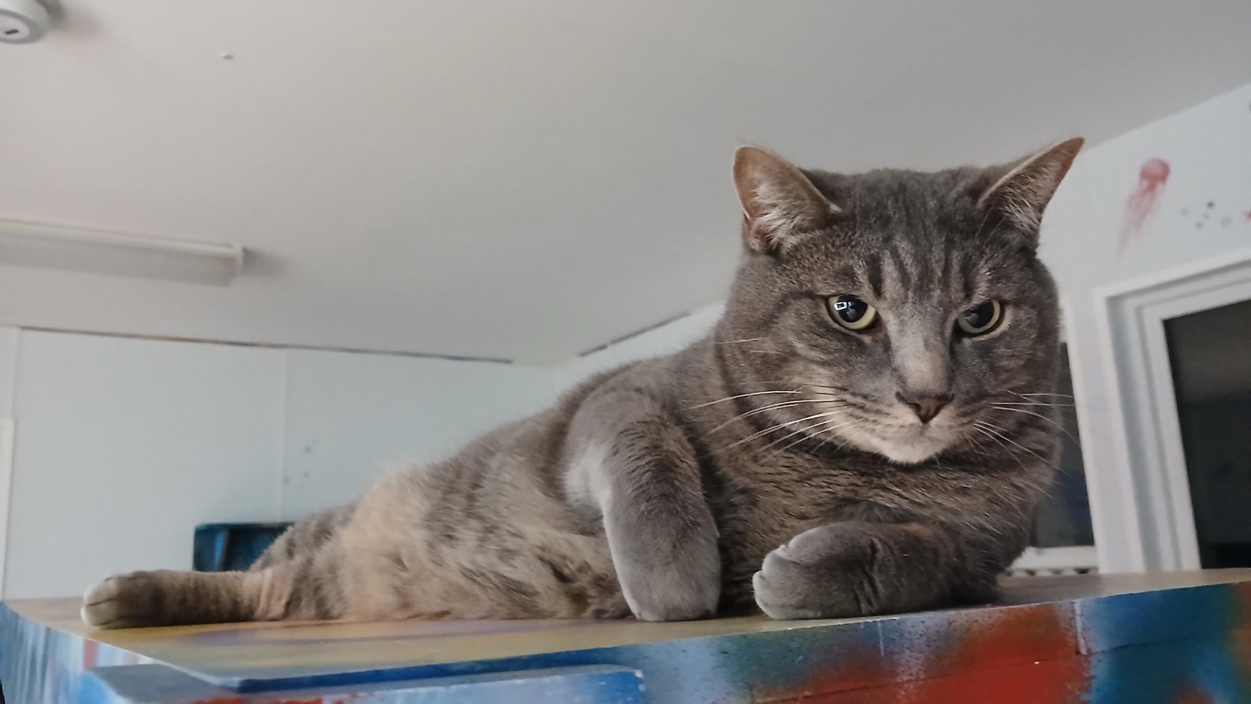 Low Cost Spay/Neuter