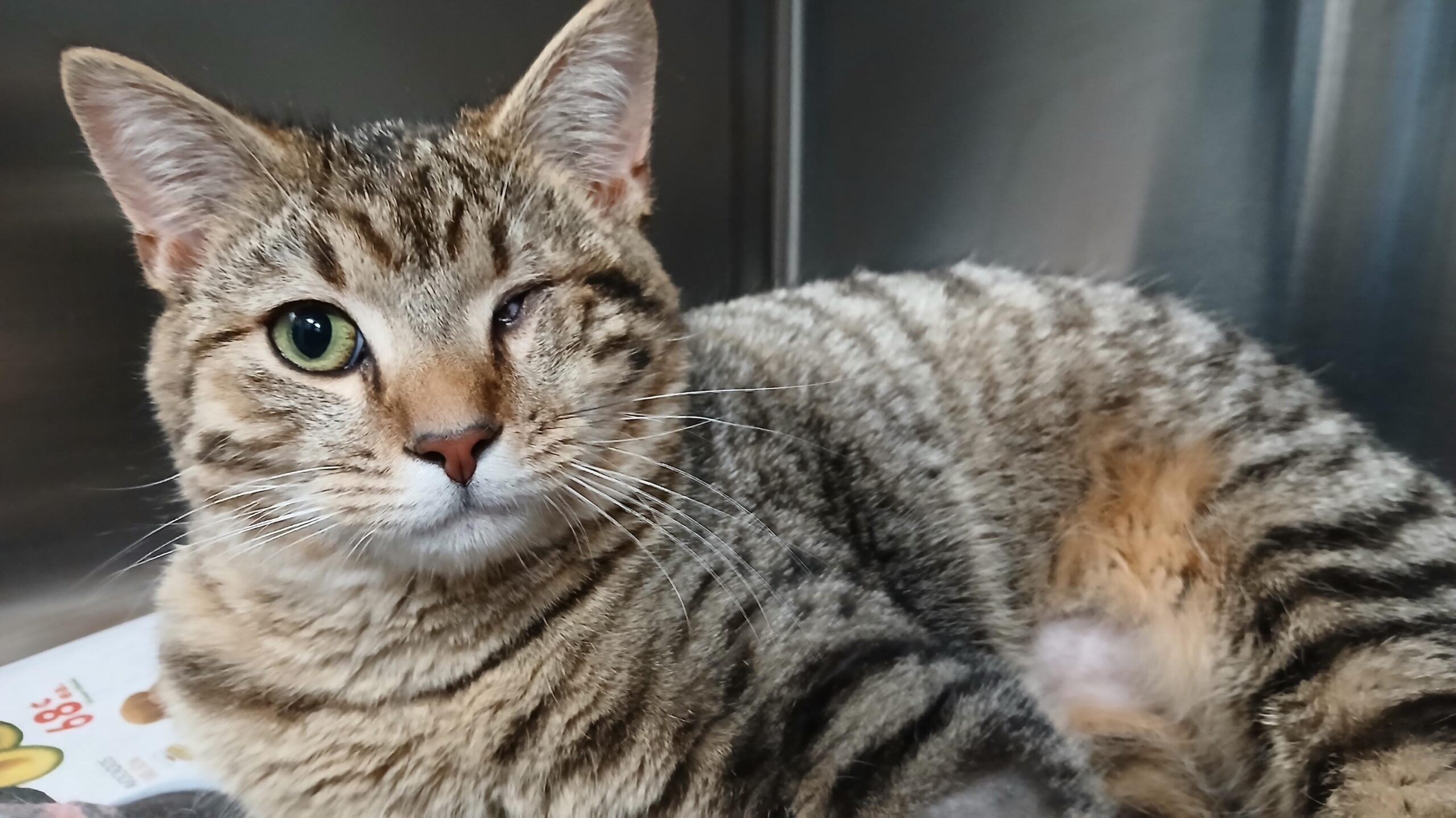 Cat Rescue & Adoption in Sylva,NC