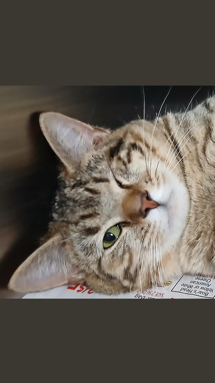 Cat Rescue & Adoption in Sylva,NC