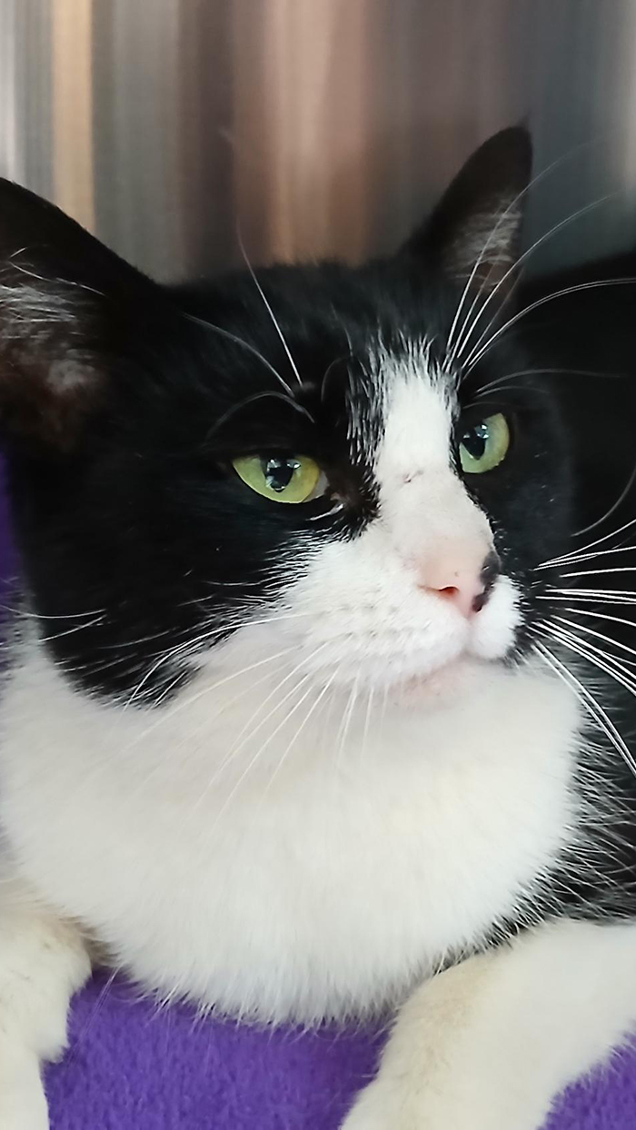 Cat Rescue & Adoption in Sylva,NC