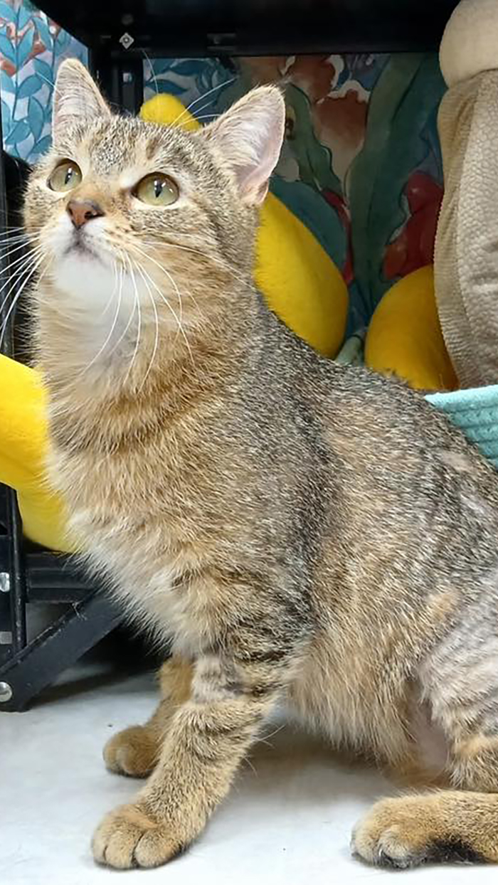 Cat Rescue & Adoption in Sylva,NC