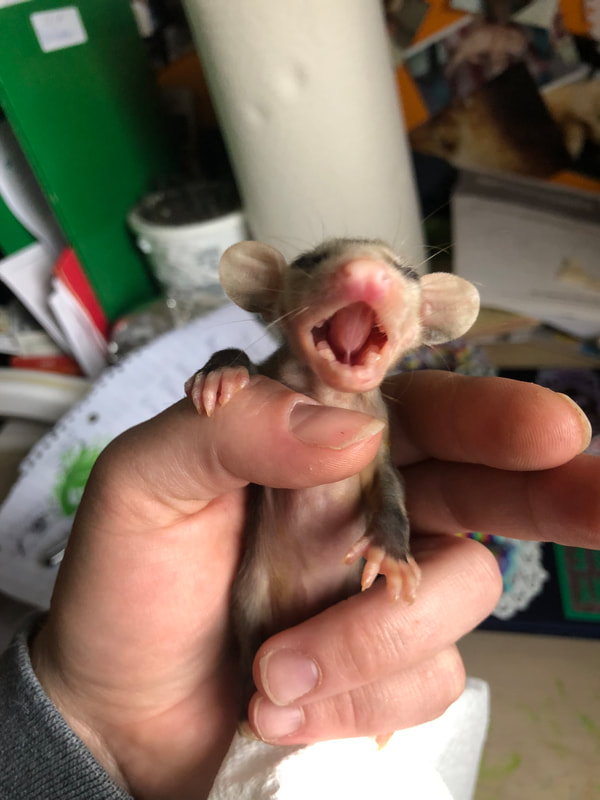 Wildlife Rehabilitation