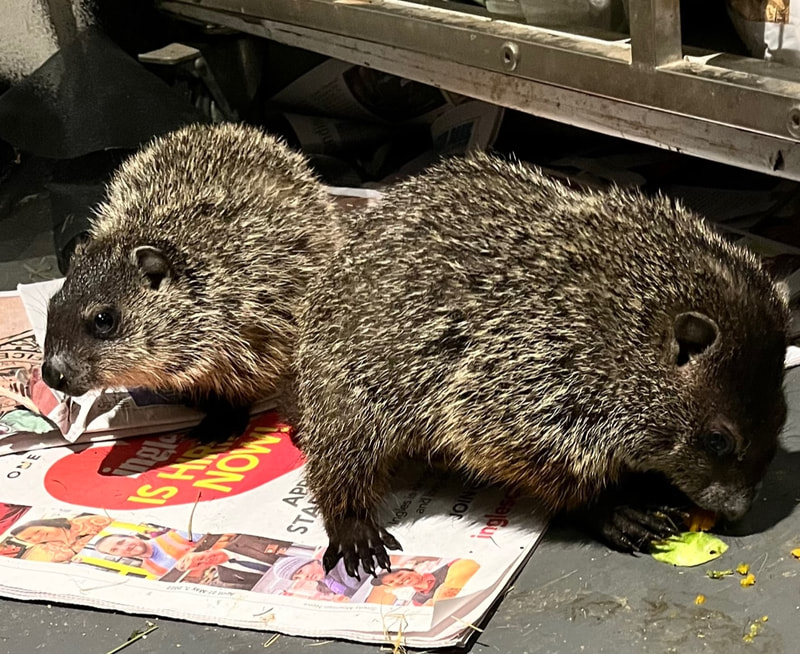 Wildlife Rehabilitation