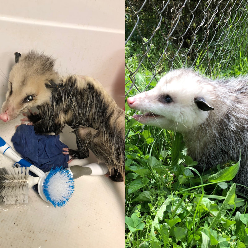 Wildlife Rehabilitation