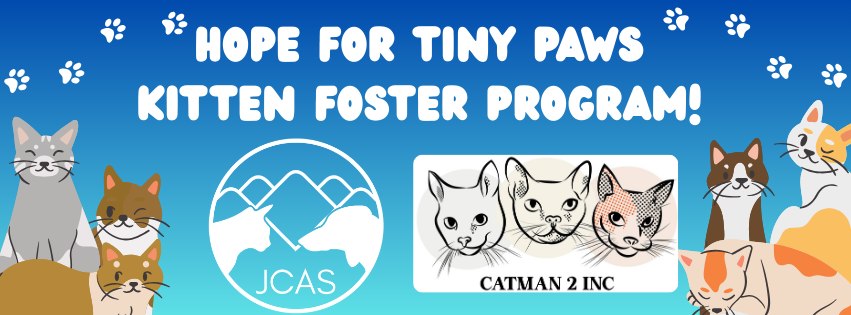 Cat Rescue & Adoption in Sylva,NC