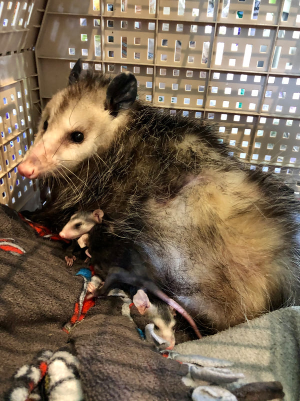 Wildlife Rehabilitation