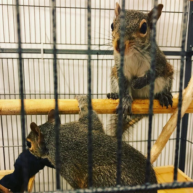 Wildlife Rehabilitation