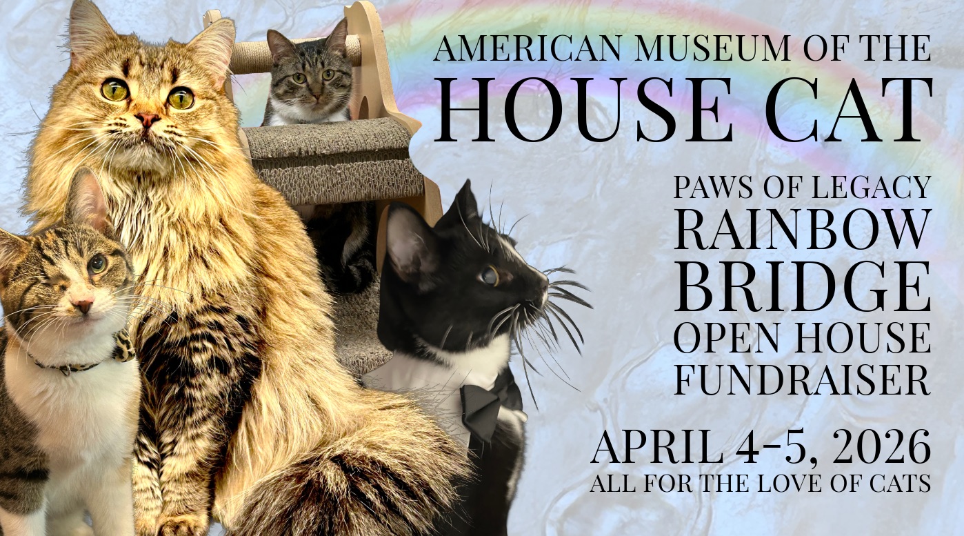 Cat Rescue & Adoption in Sylva,NC