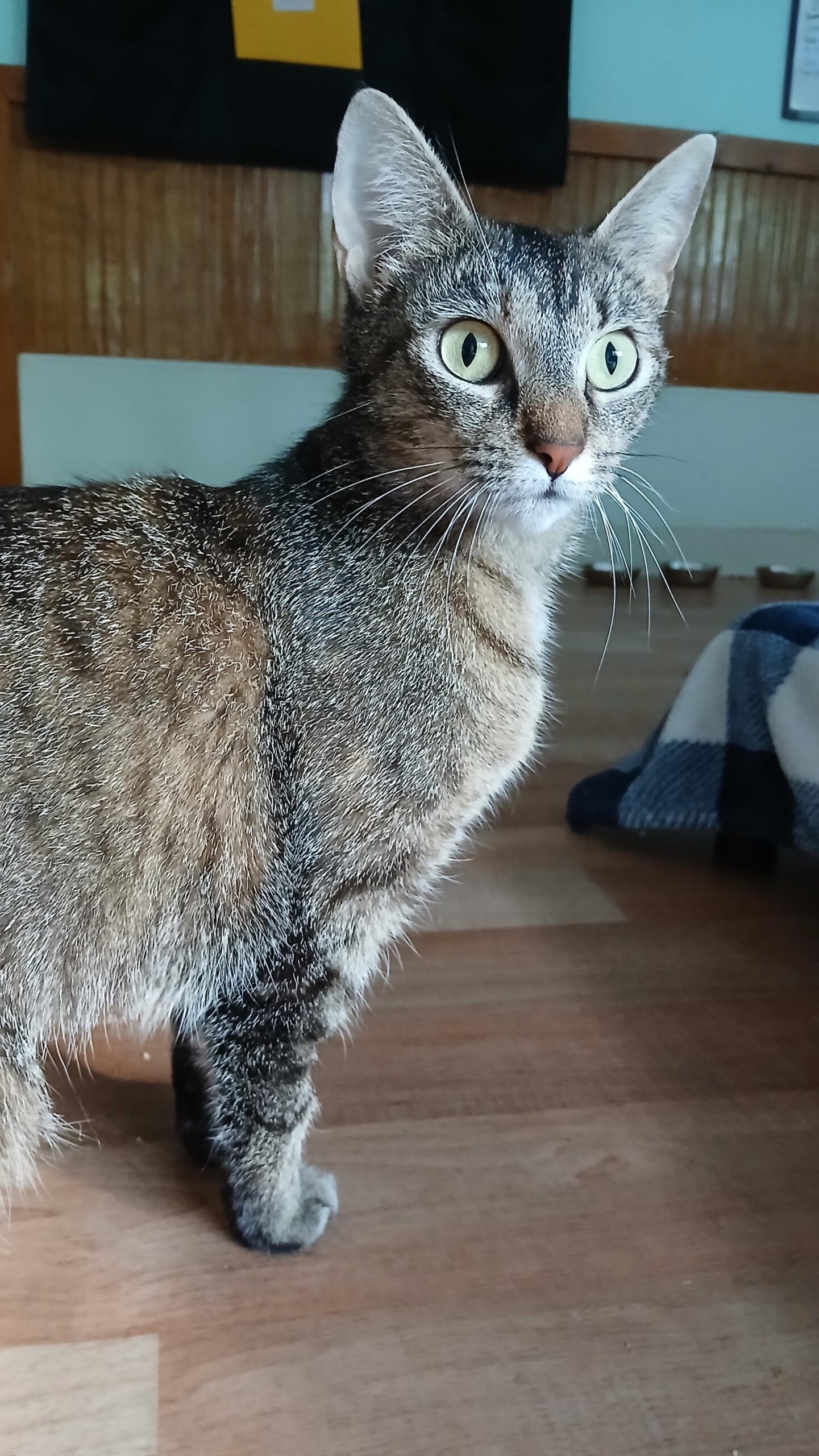 Cat Rescue & Adoption in Sylva,NC