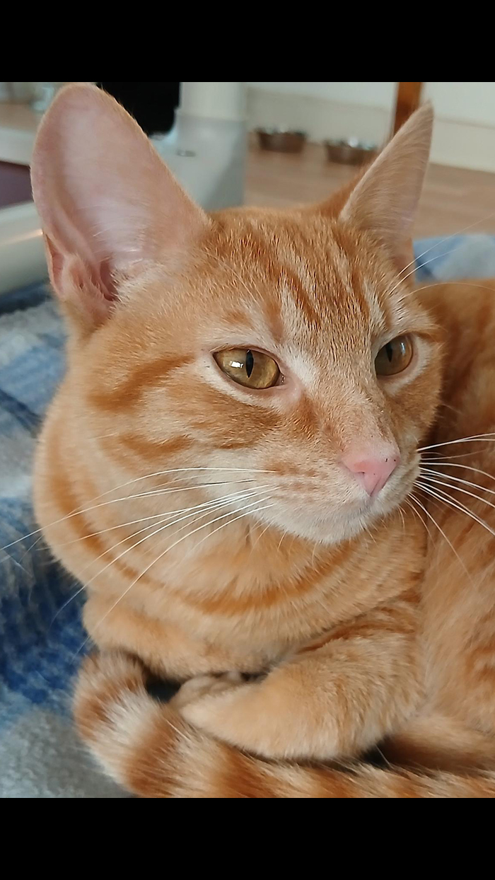 Cat Rescue & Adoption in Sylva,NC