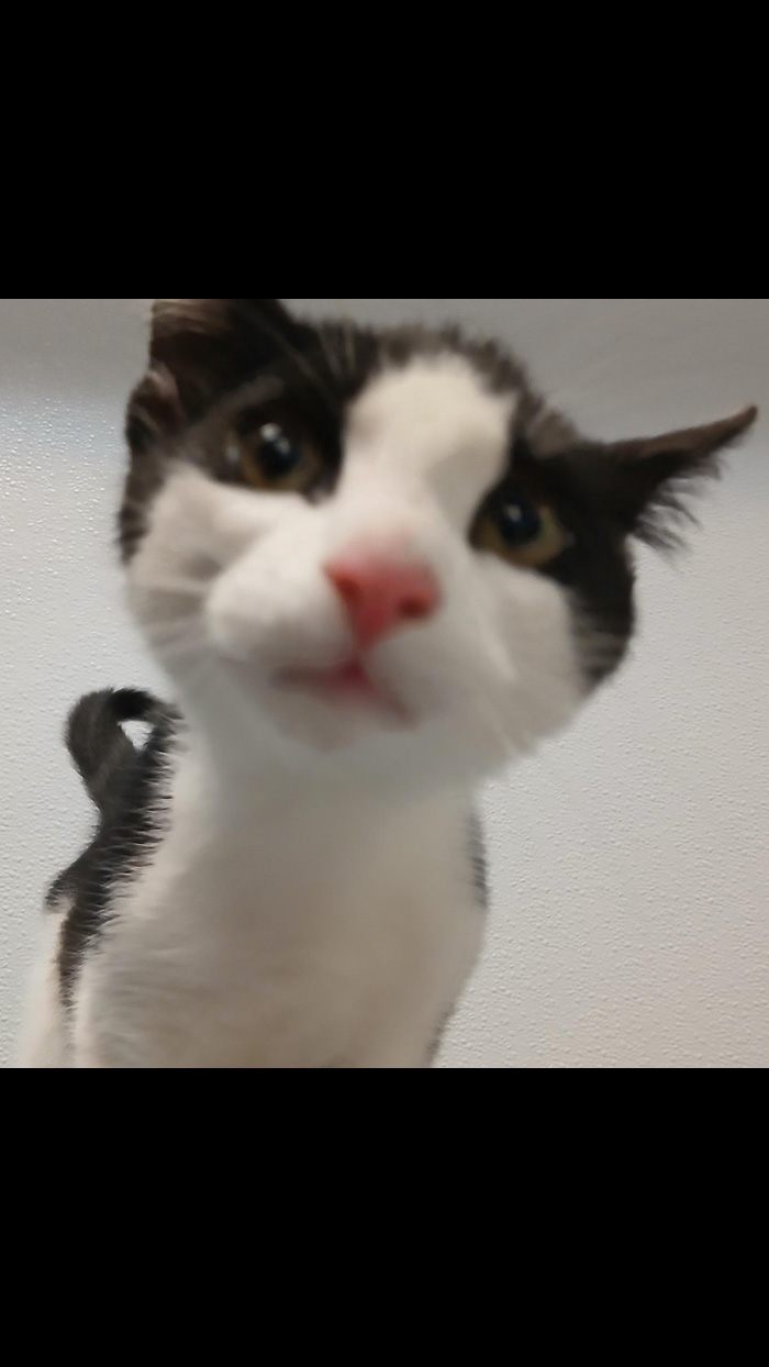 Cat Rescue & Adoption in Sylva,NC