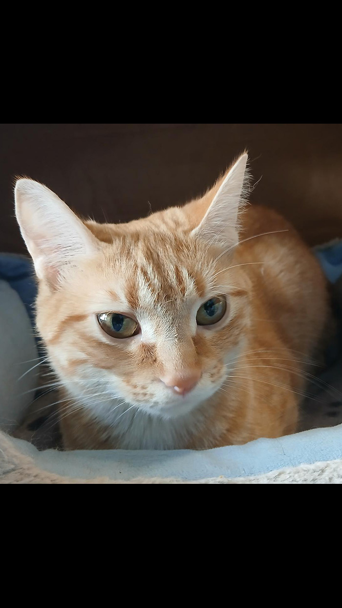 Cat Rescue & Adoption in Sylva,NC