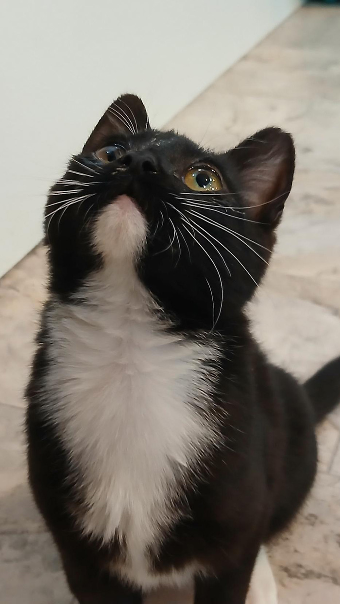 Cat Rescue & Adoption in Sylva,NC