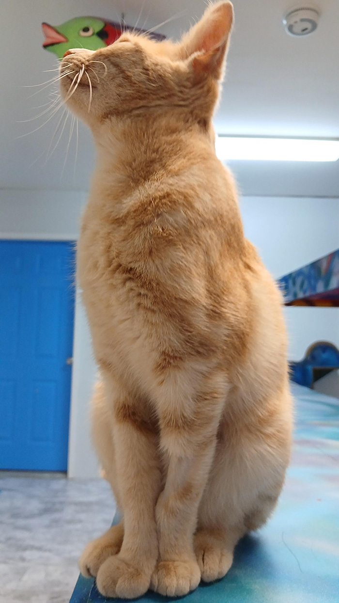 Cat Rescue & Adoption in Sylva,NC