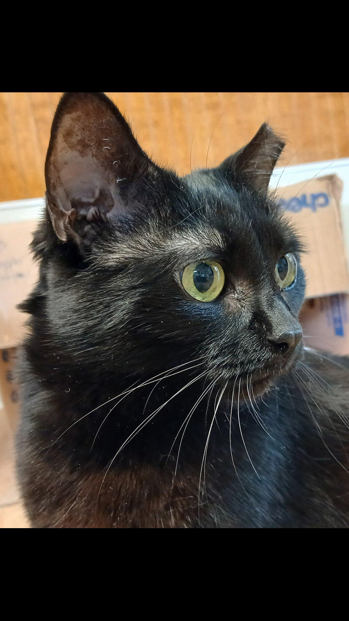 Cat Rescue & Adoption in Sylva,NC