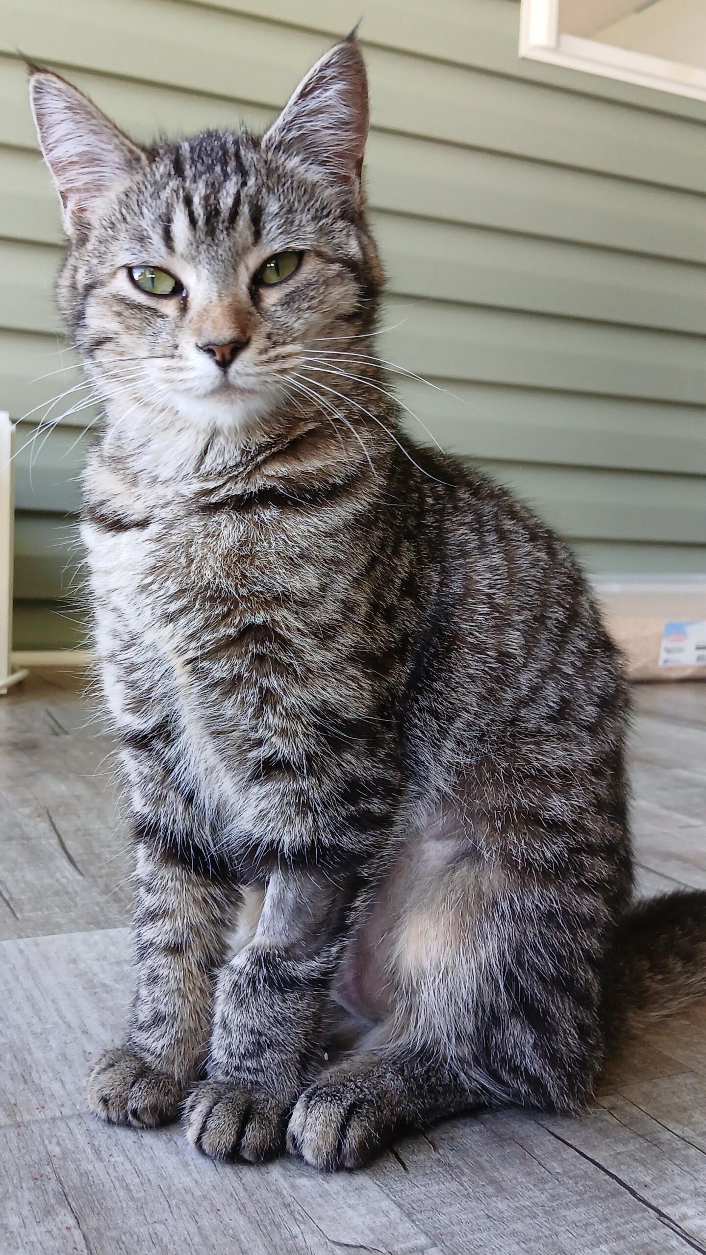 Cat Rescue & Adoption in Sylva,NC