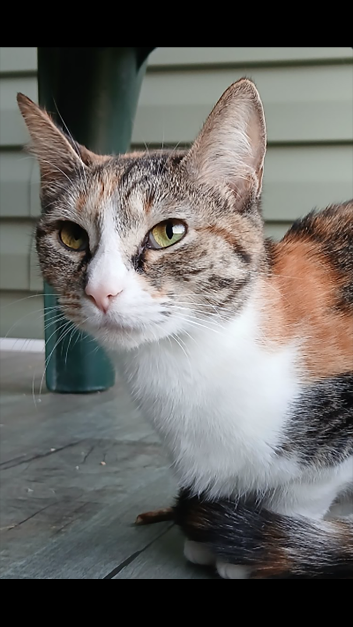 Cat Rescue & Adoption in Sylva,NC