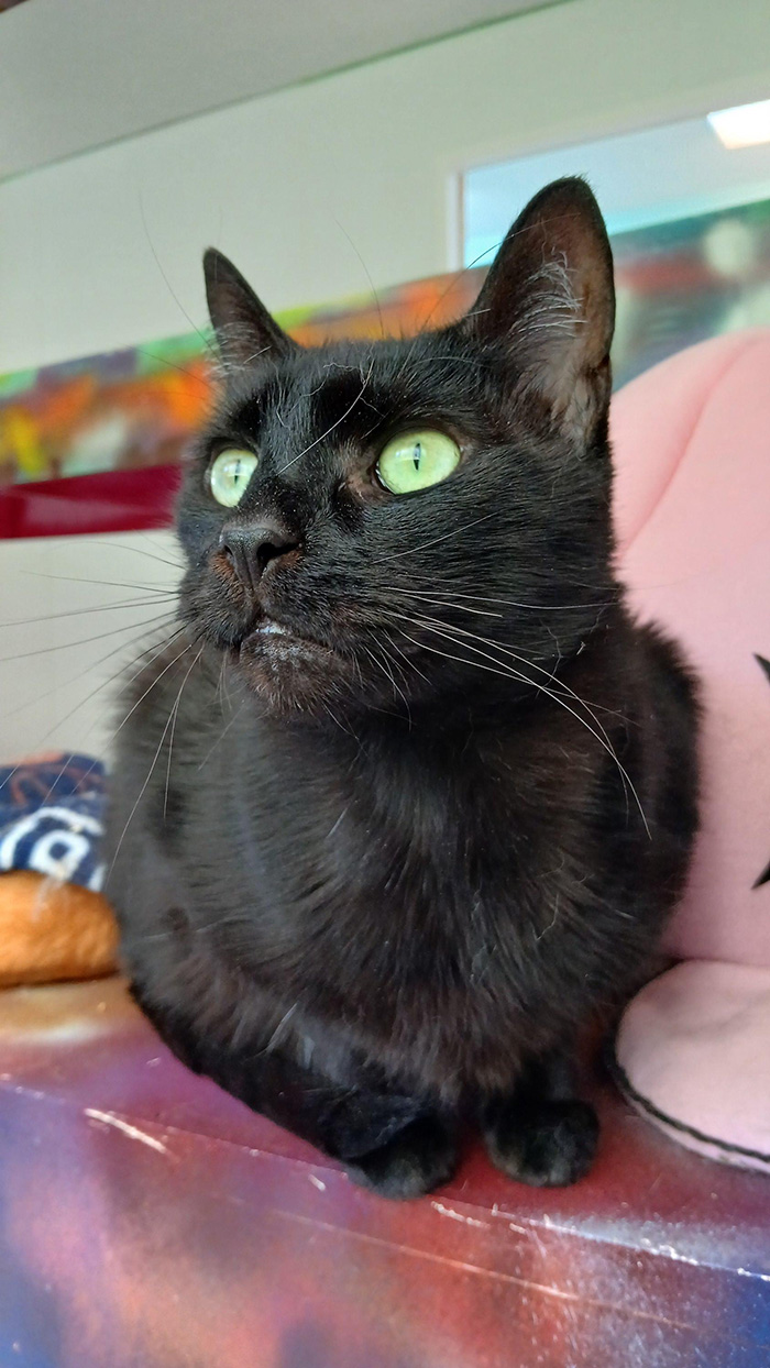 Cat Rescue & Adoption in Sylva,NC