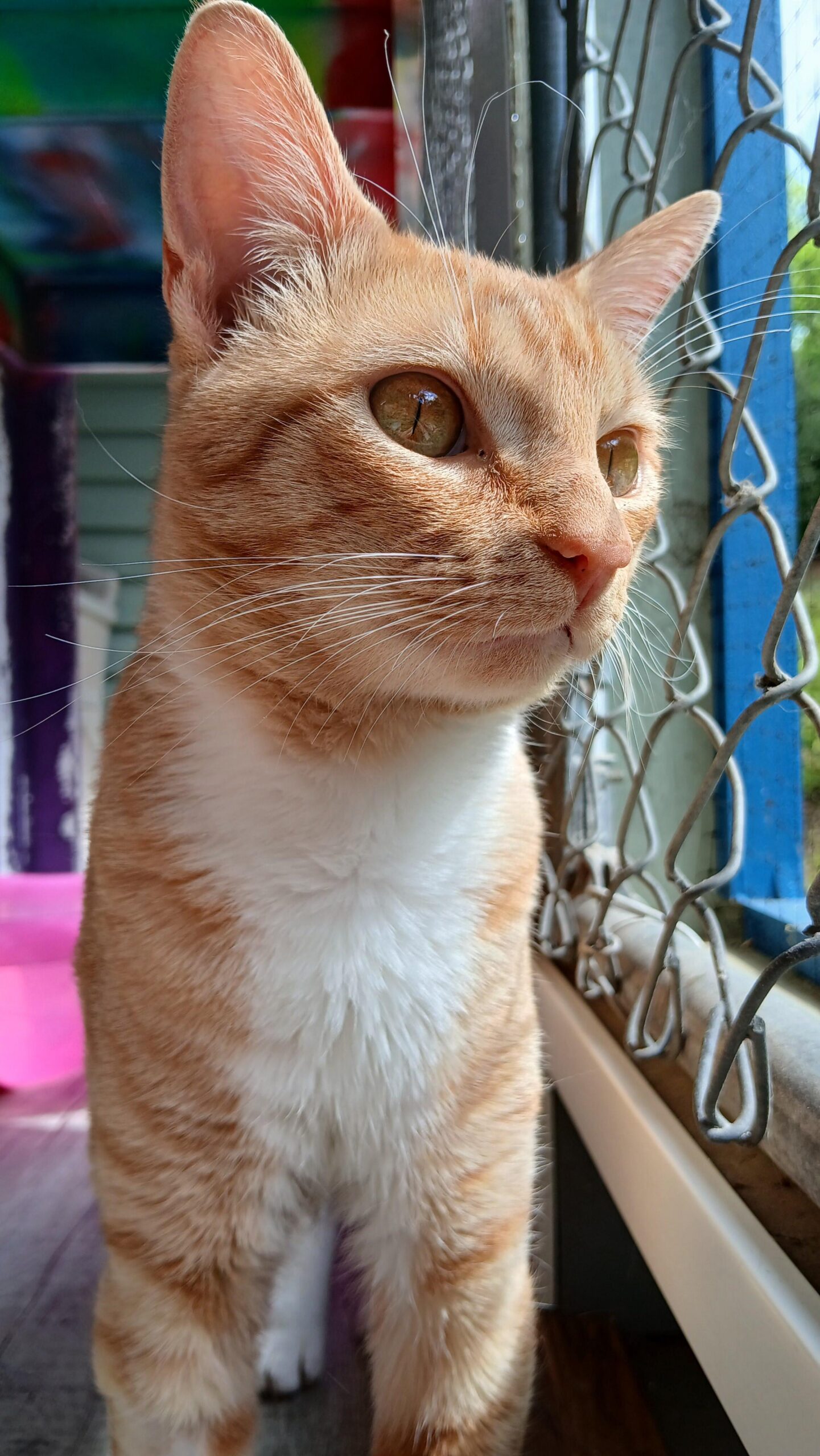 Cat Rescue & Adoption in Sylva,NC