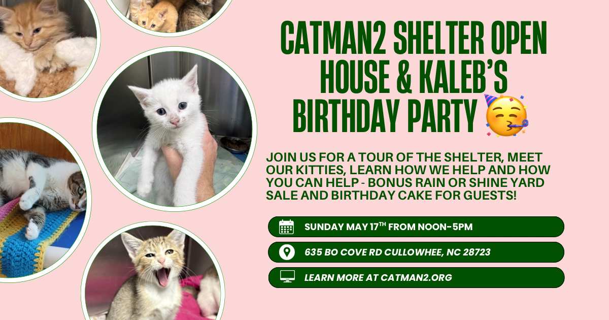 Cat Rescue & Adoption in Sylva,NC