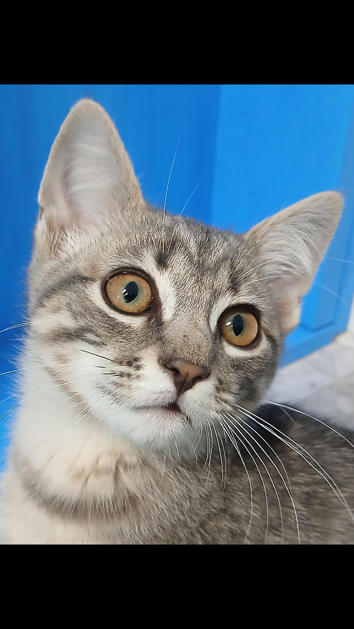 Cat Rescue & Adoption in Sylva,NC