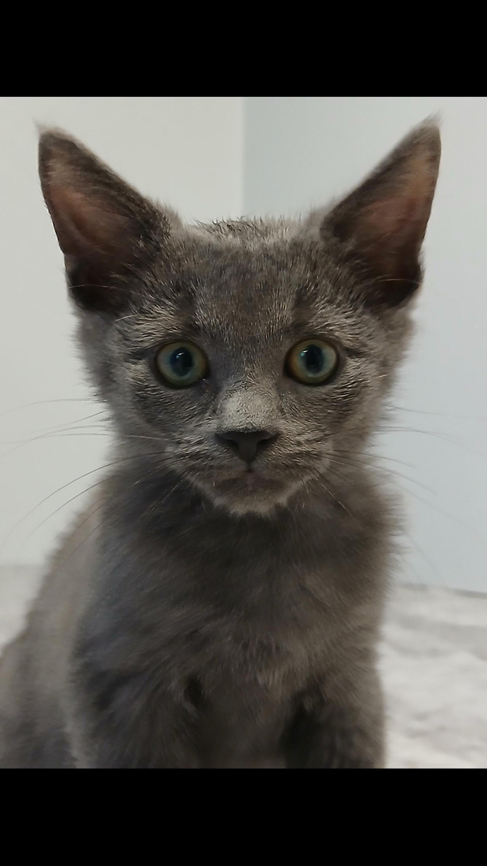 Cat Rescue & Adoption in Sylva,NC