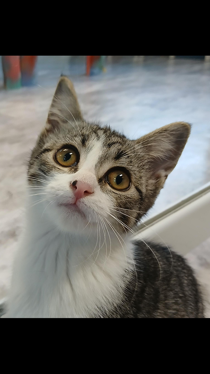 Cat Rescue & Adoption in Sylva,NC