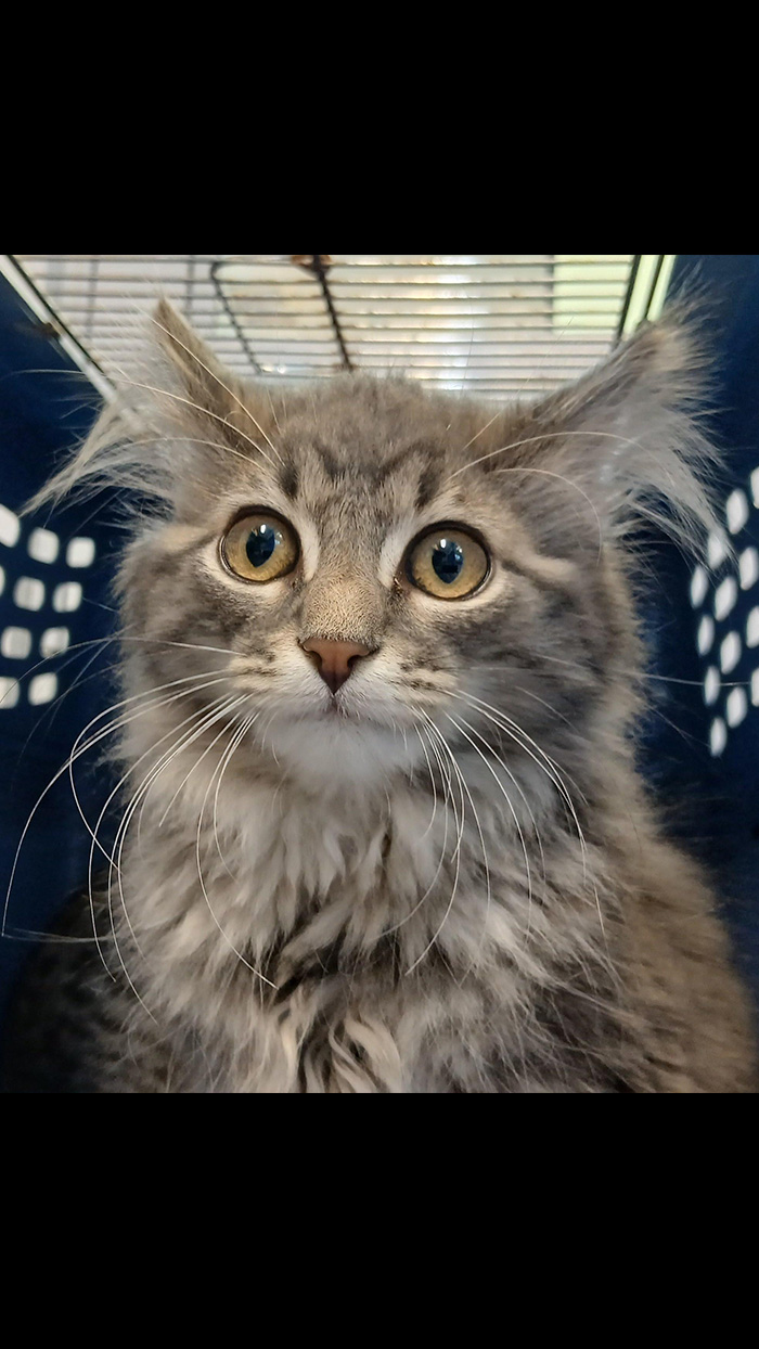 Cat Rescue & Adoption in Sylva,NC